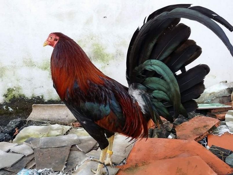 Gà nòi là giống gà rất được ưa chuộng với hình thức đá gà cựa sắt
