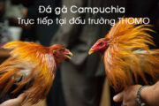 Đá gà Campuchia là gì